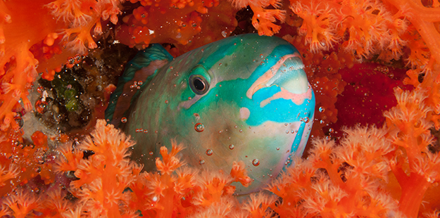 parrotfish-cocoon-wakatobi-resort