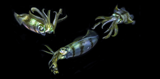 As species active through the day seek shelter, nighttime foragers such as reef squid come out in full force. 