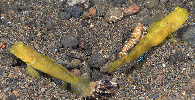 Yellow watchman goby (Cryptocentrus cinctus) and tiger pistol shrimp (Alpheus bellulus).