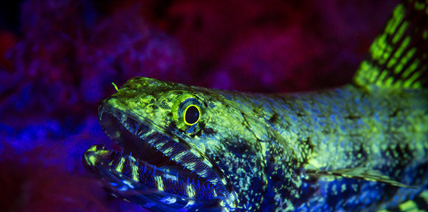 This lizardfish found at Zoo put on quite a colorful light show when illuminated with the special lighting used during a fluo dive.