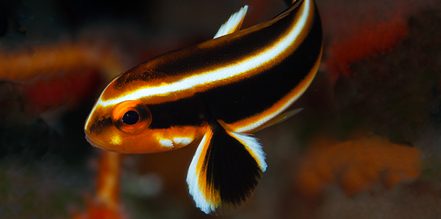 Juvenile sweetlips have an entertaining and erratic swimming style. Photo by Richard Smith