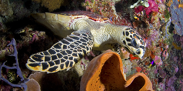 A hawksbill turtle’s jaws are shaped to rip and shred sponges, their favorite treat. 