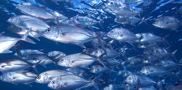 Inquisitive Big-eye trevally are often found roaming in the shallows off the House Reef.