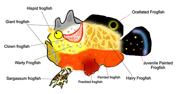Identifying the more than 15 species of frogfish native to Wakatobi’s waters can be a fun challenge.