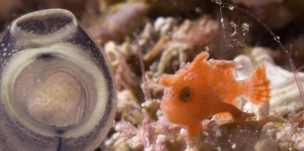 Pygmy frogfish reach a max 1.25 cm and are typically found flitting about more actively among the coral or sandy bottom.