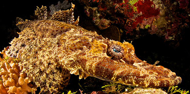 One of the evolutionary tricks that aids the crocodilefishs' concealment are the frilly growths partially covering their eyes, which hides the gleam that could warn prey.