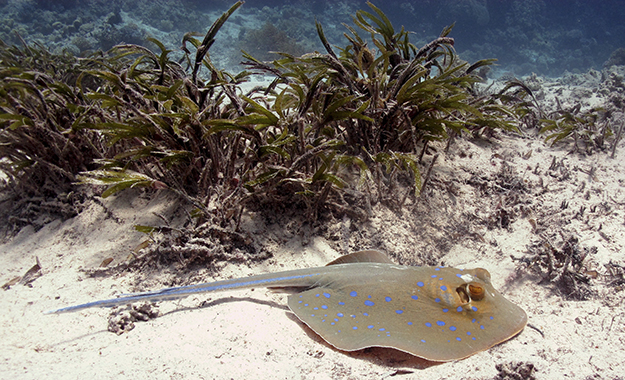 Bluespotted stingrays are a common sight in the grass beds at Wakatobi as they move about the in search of food or a cleaning station. 