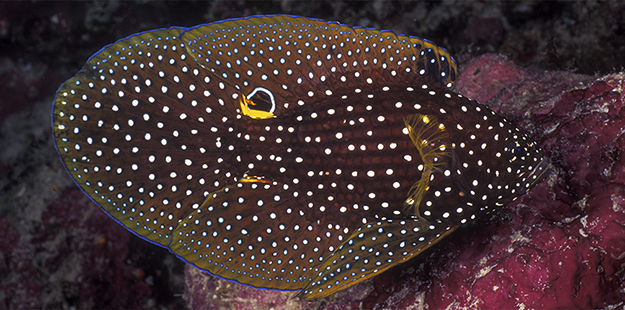 The comet sports a distinctive eyespot at the base of its dorsal fin, but the fish's real eyes blend in with the body coloration. 