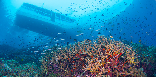 With many of the reef tops rising to within a few meters of the surface, new divers can use the reef slope as a point of reference to descend at their own pace. 