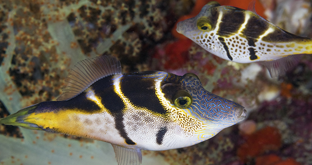 The photographer captured this image thinking both fish were of the same species. Upon closer inspection he realized the fish in the foreground is a mimic filefish, which carries the same markings as the black saddle toby in the background.