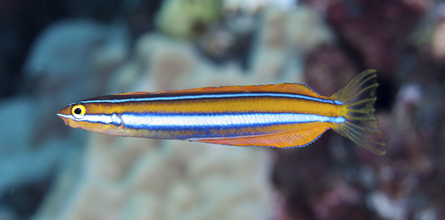 The bluestriped fangblenny will often cash in on the safety gained from being mistaken for a cleaner.