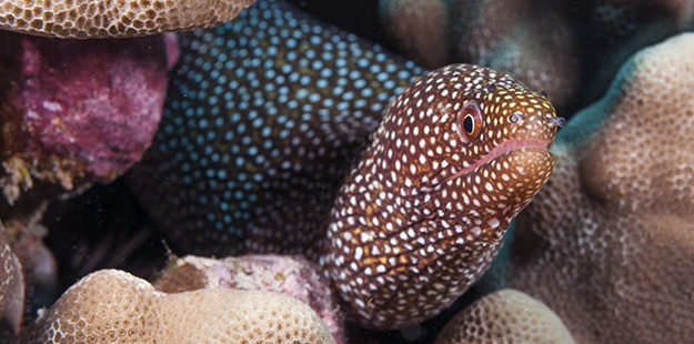 When the comet feels threatened and ducks into the reef head first, it's hind end bears a remarkable resemblance to a white-spotted moray eel peeking out of a crevice.