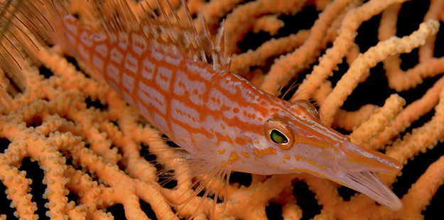 The longnose hawkfish has large pectoral fins, which help them maneuver and perch on sea fan branches. Photo by Wakatobi Resort
