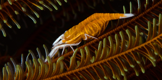 Crinoid shrimps grow to just 3 cm in total length. Photo by Wade Hughes