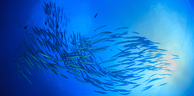 A particularly memorable dive at Roma for the Bishops included a school of barracuda swirling about when they entered the water. Photo by Wakatobi Resort