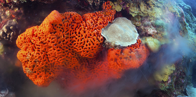 Sponges reproduce during certain phases of the moon, simultaneously releasing eggs and sperm into the water to increase the chances of fertilization. Photo by Walt Stearns