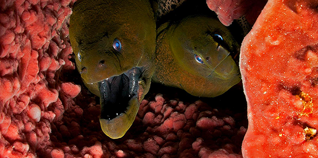 Don't be surprised if a moray eel or two peeks out when you look inside one of Wakatobi's big barrel sponges. Photo by Luc Eckhaut