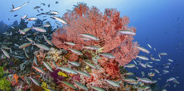 Snorkelers can see many types of sea fans on Wakatobi’s reefs and the numerous varieties of fish flitting about them in the shallows.