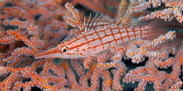 The longnose hawkfish will stick close to a sea fan’s surface and make for a great macro subject. Photo by Wakatobi Resort