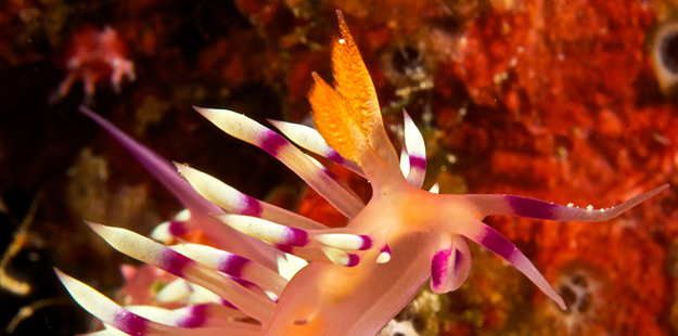 The nudibranch's unique sensory systems guide them to their food, away from predators, or eventually to a mate. 