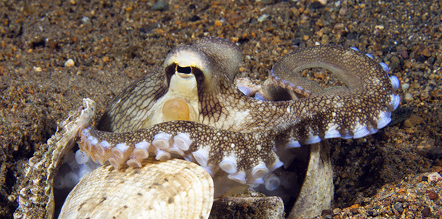 The octopus' tiny suction discs provide grip, but are also highly sensitive feelers that pick up even the most subtle sensations. 
