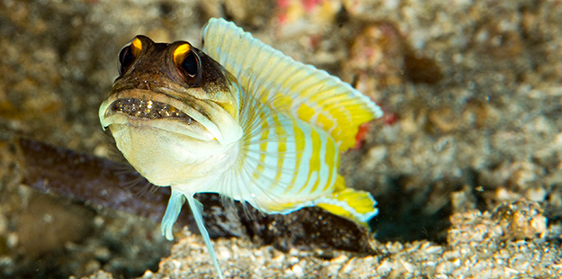After a spawn, the male jawfish will take custody of the eggs, which are carried in their mouths. 
