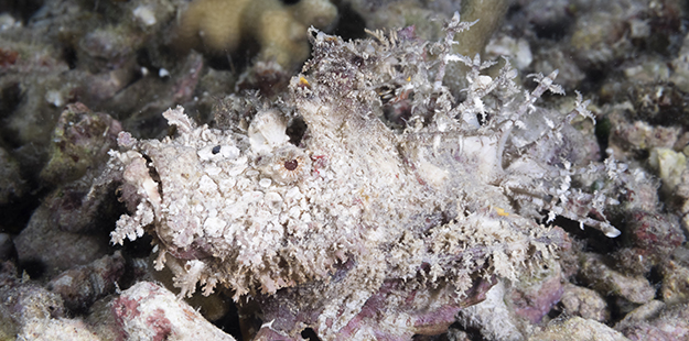 It’s not often that the spiny devil scorpionfish will move about, but when it does it walk across the bottom rather than swim. Photo by Walt Stearns