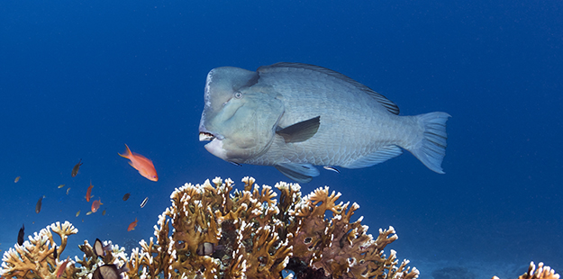 Bumpheads graze calmly, like every other member of the parrotfish family, using their powerful jaws and hardened teeth to turn reef into sand. 