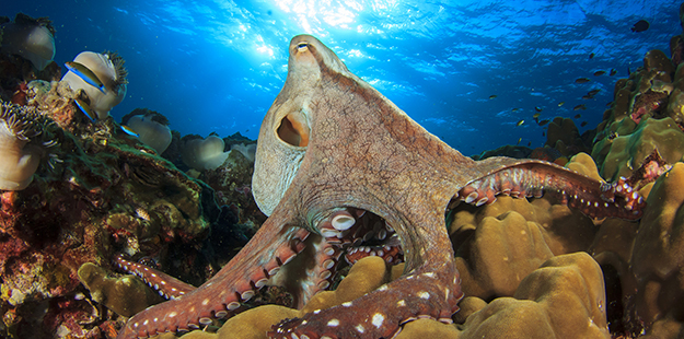 Roma is one of the best sites to find octopus on the prowl during daylight hours.
