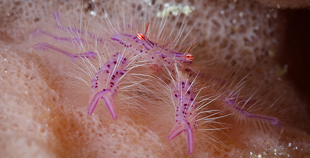 The hairy squat lobster's near-translucent body glows with pearl-like luminance. Photo by Jamie Ann Robinson