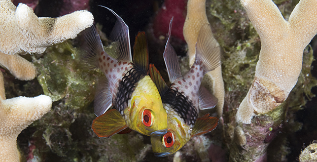 The pajama cardinalfish can evoke the image of a sleeper just awoken and still wearing his pajama bottoms. 