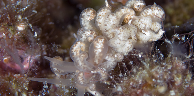 Closer examination of the solar-powered nudibranch will reveal typically more than eight tentacles, with brown spots that are not suckers but actually colonies of zooxanthellae algae. 