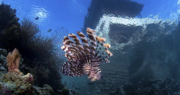 Lionfish are certainly beautiful, but when threatened they can secrete a potent neurotoxin on its need-like dorsal fin spines. So look but don’t attempt to touch.