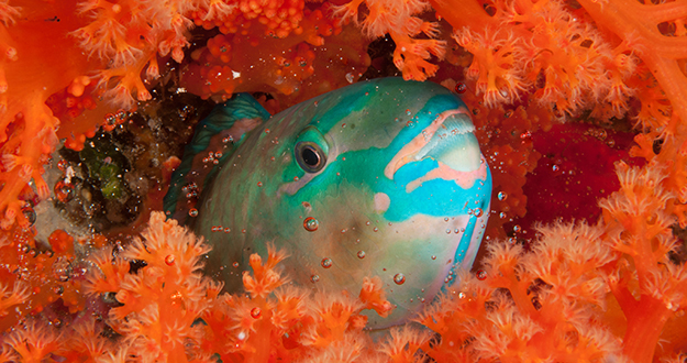 Parrotfish will spend the night within their slimy mucous bedchamber. Biologists have shown that the primary purpose of the mucous cocoon is to deter parasites, not predators.