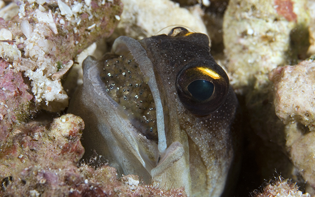 Some of the most impressive parents on the reef are the mouthbrooders, like this jawfish, which carefully carries the fertilized eggs in his mouth right up until hatching.