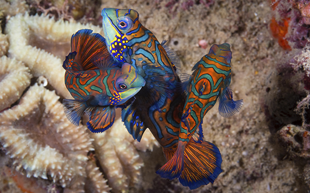Competition can be stiff for the male mandarinfish as the supply of receptive females typically exceeds the number of enthusiastic males. Mandarinfish (Synchiropus splendidus) a member of the dragonet family.