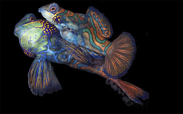 At the culmination of their spiral dance, which takes place at dusk, mandarinfish will release eggs and sperm into the water column seen here at the female's tail fin.