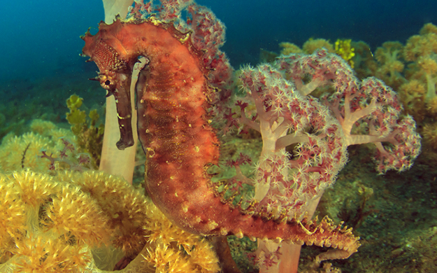 Once the female seahorse transfers her eggs into the male’s brood pouch she says goodbye, leaving dad in a family way.