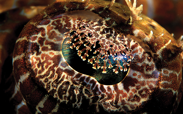 The eyes of the crocodilefish have frilly iris lappets, which help break up the black pupil and improve its concealment.