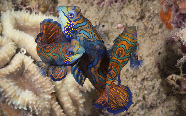 Magic Pier is loaded with mandarinfish that emerge each evening to perform elaborate mating displays for divers. 