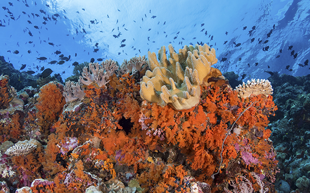 The top portion of the reefs at Karang Kaledupa and Karang Kapota are carpeted with a variety of colorful, healthy hard and soft corals. 