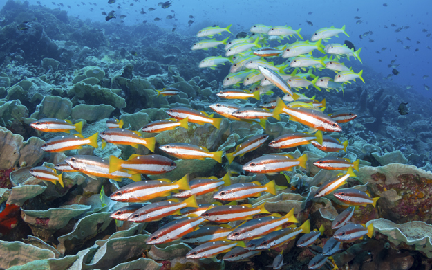 Clusters of reef-building corals in the upper sections of Zoo provide the backdrop for a plentiful assortment of reef fish. Photo by Walt Stearns