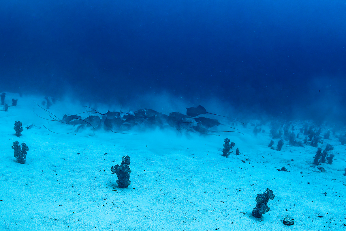 Lorenz and the team have spotted an increase in larger marine life at deeper depths, including this aggregation of stingrays at the site known as Trailblazer. Photo by Chris Gloor