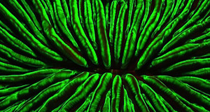 Magical Fluorescing Corals