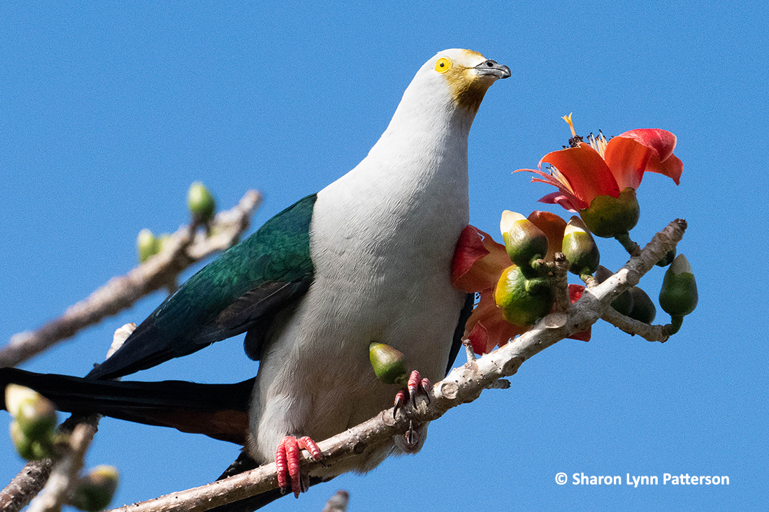 The elegant imperial pigeon (Ducula concinna) is also known as blue-tailed imperial-pigeon. It feeds on fruit and its call is typically a loud and throaty bark-like sound. Photo by Sharon Lynn Patterson
