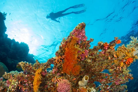 Going solo at Wakatobi.