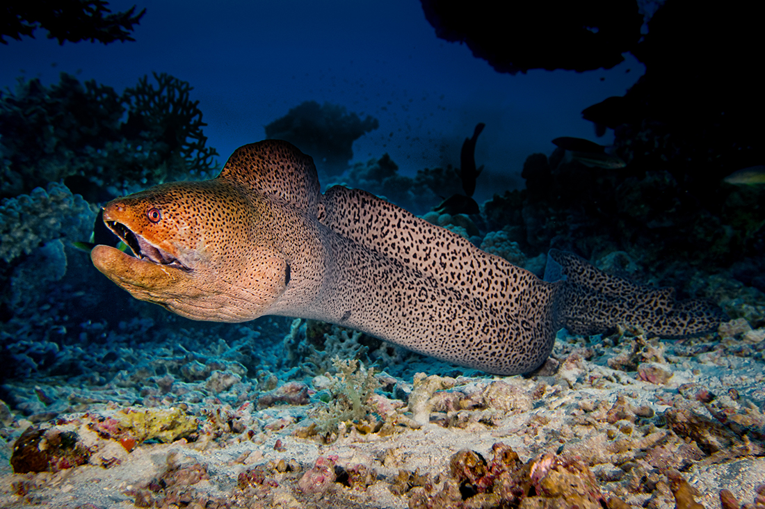 The pilings beneath the Wakatobi jetty are a favorite haunt of moray eels.
