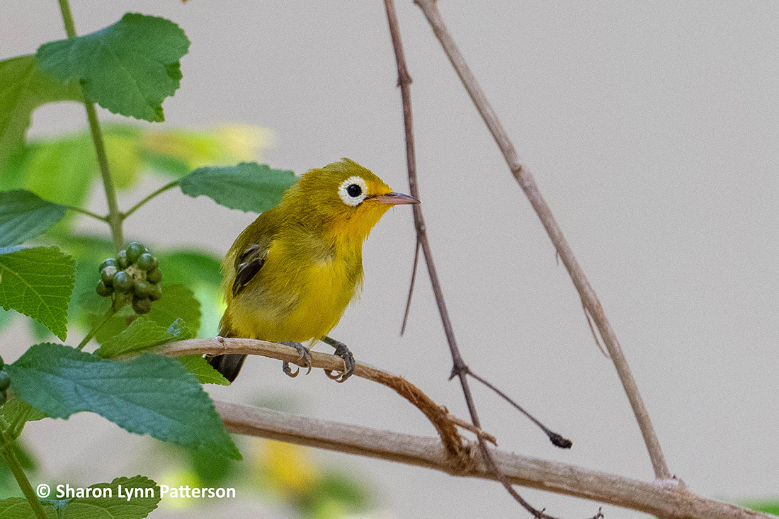 Sharon found two Wakatobi White Eyes while at the resort. The presence of this new species supports efforts to have the islands recognized as an Endemic Bird Area. Photo by Sharon Lynn Patterson
