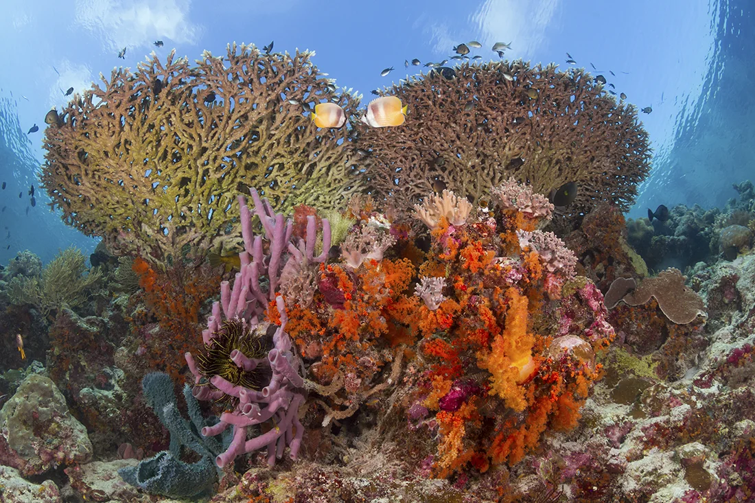 In contrast to declines recorded elsewhere, the team’s data is already revealing the astonishing health and biodiversity of Wakatobi’s reefs. Photo by Walt Stearns