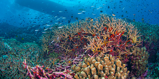 With the Wakatobi program now well into its second decade, local attitudes towards conservation have been transformed as the value of healthy reefs becomes evident,